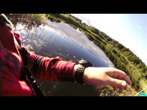 Fluefiskeri – Aborre // Fly Fishing – Perch