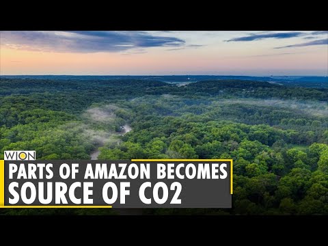 Amazon rainforest emitting more CO2 than it absorbs in some ...