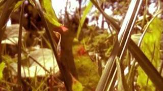 Amber Asylum - Looking Glass Reprise