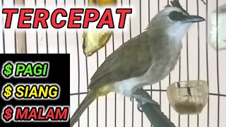 Download lagu TERCEPAT PANCINGAN TRUCUKAN biar GACOR di pagi siang dan malam hari mp3