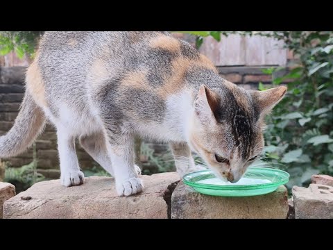 লুসি বিড়াল দুধ খাচ্ছে । Lucy biral dudh khawa video #cat#catvideo#comday#new #tending #catvideoyo