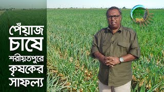 জাজিরায় পেঁয়াজ চাষে সফল কৃষক | কৃষি দিবানিশি
