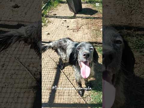 Regalo Mirko Splendido Setter Cerca Famiglia 