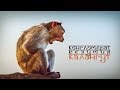 Конгломерат Безумия - Калангут 