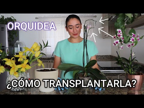 , title : 'Orquídea | Trasplante Orquídea Phalaenopsis | ANTONIETA TIPS'