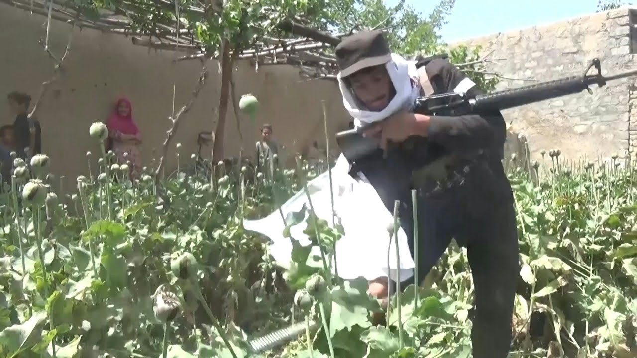 Agricultores afegãos lamentam proibição talibã da papoula | AFP