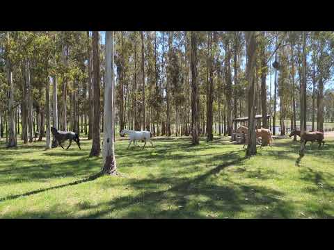 Horses in Ismael Cortinas Municipal Park in Uruguay