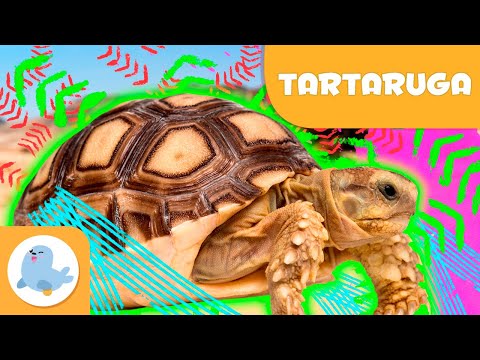 A TARTARUGA 🐢 Animais para crianças 🍃 Episódio 3