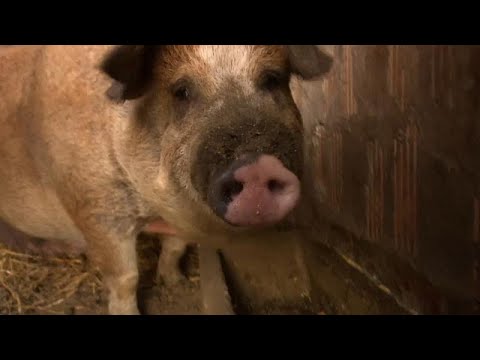 , title : 'Ungheria, si espande il rischio della peste suina: migliaia di maiali e cinghiali da abbattere'