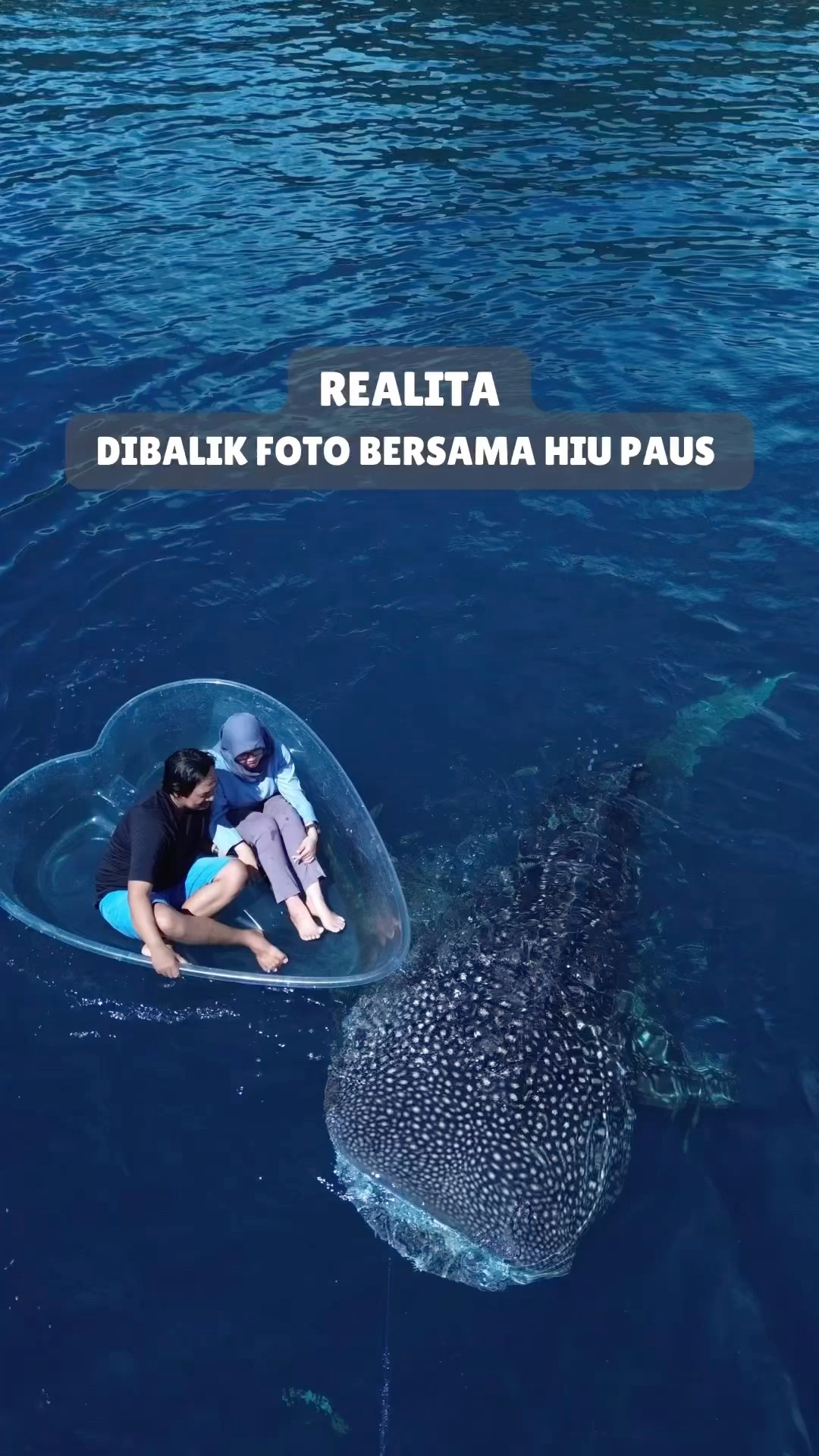 Siapa yang bilang pantai cuma untuk berjemur? Di Pantai Botubarani, kamu bisa berenang bareng hiu paus! 🐋✨