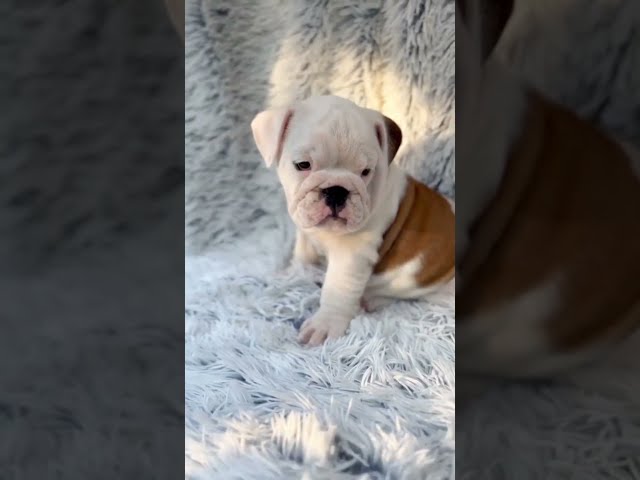 English Bulldog puppy for sale