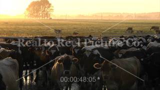 New Zealand Dairy Scenes