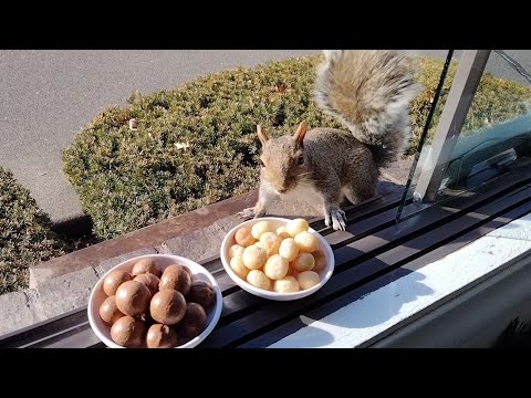 Squirrels' reactions to macadamia nuts