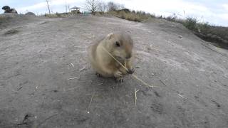 MicklethwaiteME...  curious prairie dog in the Rotterdam Zoo