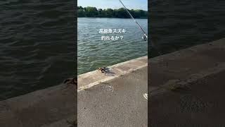 #釣り #フィッシング #海 #ウナギ釣り #釣りガール わー
