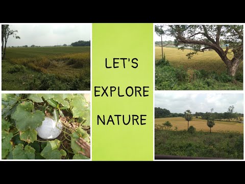 Let's explore nature || Nature video collection || Nature exploration !