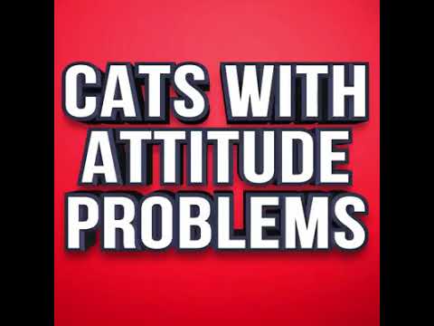 Cats With Attitude Problem