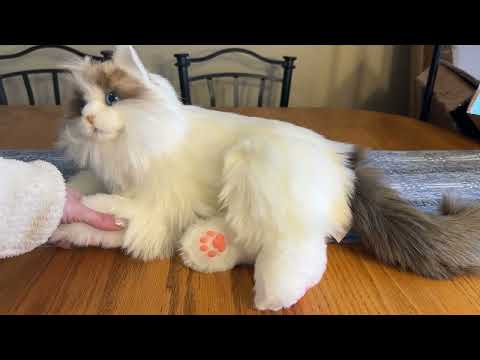 Review of Chongker Interactive Companion Robot Cat