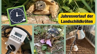Jahresverlauf der Landschildkröten + Aktivitäten & Temperaturen!