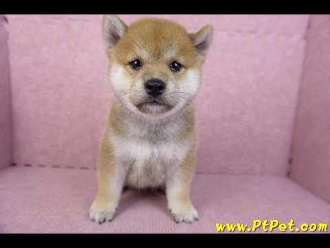 07/22赤色柴犬公幼犬