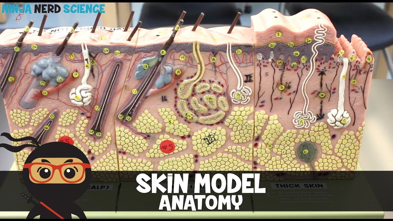 Integumentary System | Skin Model Anatomy