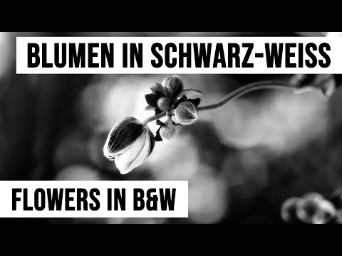 Wie gelingt Blumenfotografie auch in Schwarzweiß?