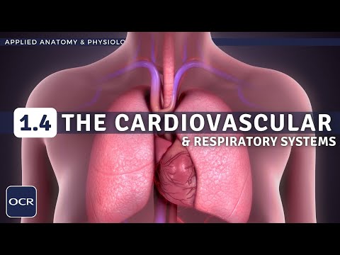 OCR GCSE PE - CARDIOVASCULAR & RESPIRATORY SYSTEMS - Applied Anatomy & Physiology (1.4)