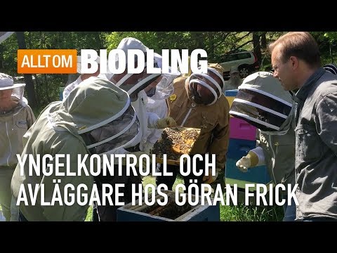 Yngelkontroll och avläggare hos Göran Frick - Biodling