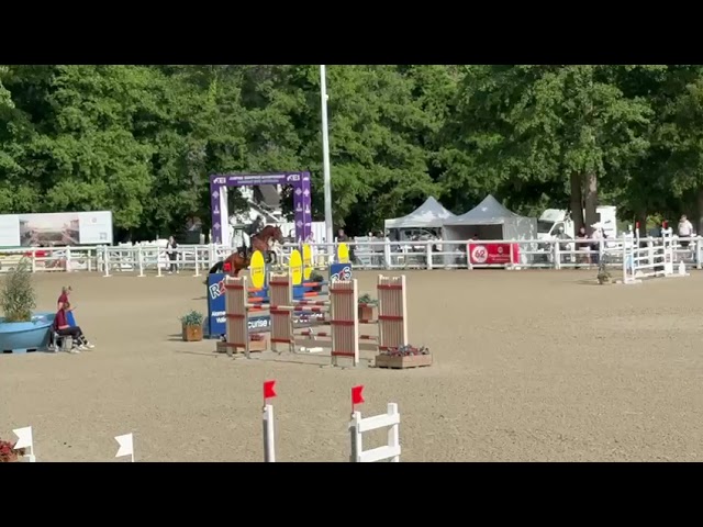 Hongre 12 ans - CSO Amateur 1