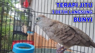 Download lagu Perkutut Lokal Gacor Suara Super Kristal - Pancingan Malas Bunyi (99%AMPUH BANGET) mp3 Download lagu Perkutut Lokal Gacor Suara Super Kristal - Pancingan Malas Bunyi (99%AMPUH BANGET) mp3