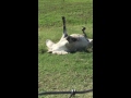 Git Up Pinto- Pinto the internet famous horse plays dead.