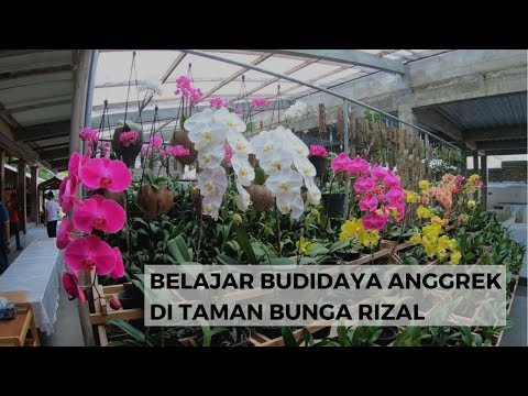 Obat untuk meningkatkan potensi laki-laki Penis alat pembesaran