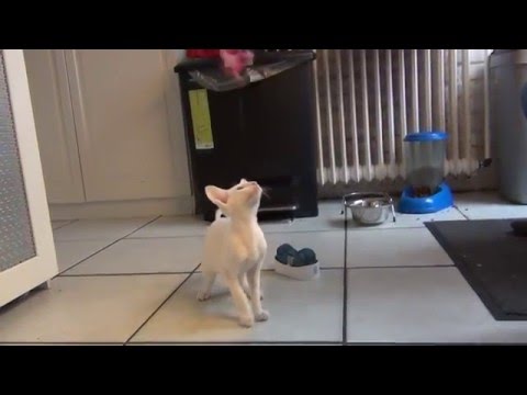 Foreign White Siamese Kitten Cherie Playing 2016