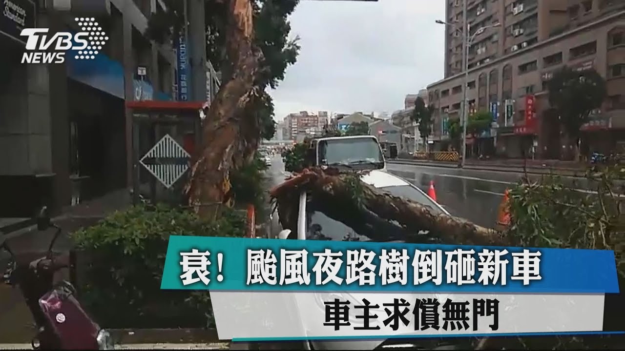 衰！颱風夜路樹倒砸新車　車主求償無門