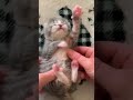 Kitten Really Enjoying Belly Tickle Shorts
