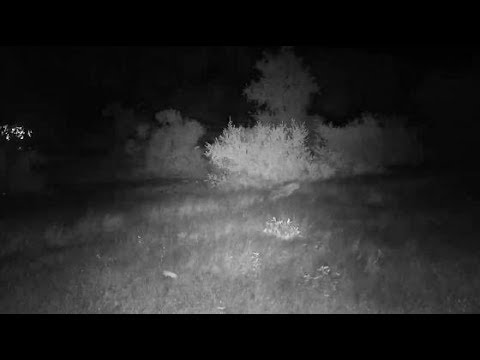 Djuma: Lone Hyena walks up road - 00:55 - 02/27/20