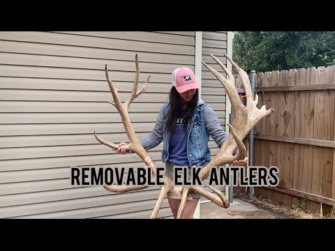 How to Make Elk Antlers Removable/Detachable - Taxidermy Mounts