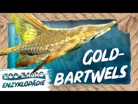 GOLDBARTWELS | FISCHENZYKLOPÄDIE | ZOO ZAJAC