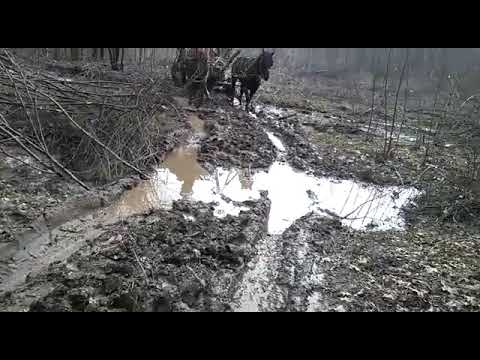 Florian de la plataresti