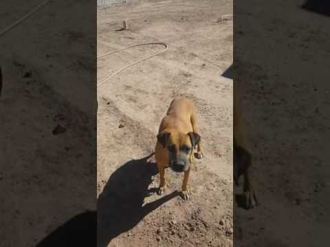 Chachi comiendo pan...