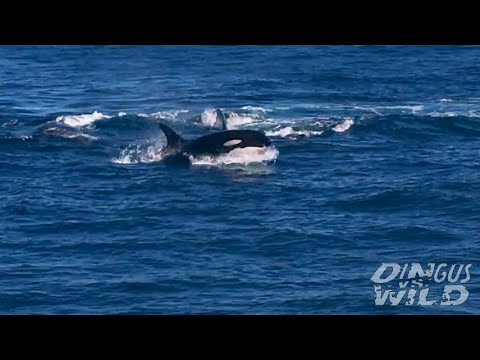 Orcas attack humpback whales attempting to eat their baby calf on the Ningaloo Reef