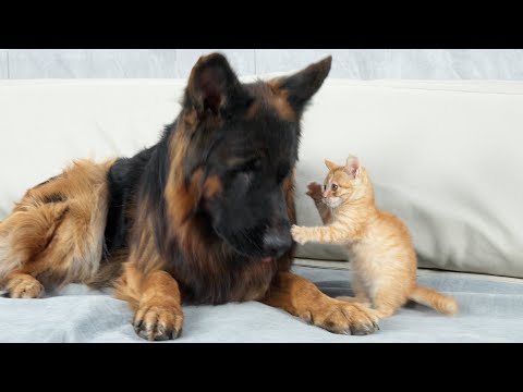 No Matter What Kitten Does German Shepherd Never Gets Angry