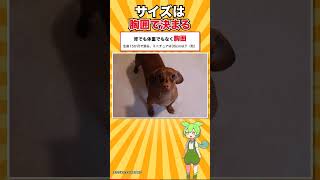 【犬種シリーズ #4】1犬種だけで、ひとつのグループを独占している犬｜ダックスフンド