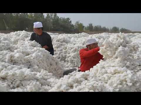 Xinjiang Cotton -  Bengwash Künler