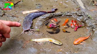 Download lagu Film ikan_Wadidaw Ikan Cupang, ikan warna-warni, ikan-ikan kecil lucu, ikan hias, ikan lele,ikan mas mp3 Download lagu Film ikan_Wadidaw Ikan Cupang, ikan warna-warni, ikan-ikan kecil lucu, ikan hias, ikan lele,ikan mas mp3