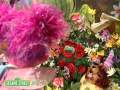 Sesame Street The Counterpillar Meets Rosita