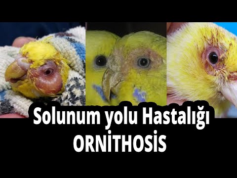 , title : 'Kuşlarda Solunum yolu Rahatsızlığı ORNİTHOSİS Crd Belirtileri ve Tedavisi'