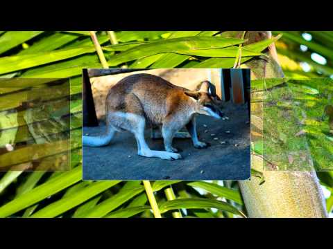 Photography by Olga Shevelova Australia happy birthday