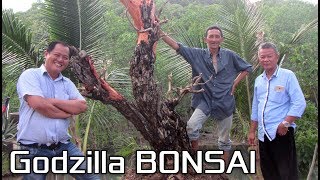 Download lagu Wadidawww .. BONSAI SANTIGI ( Pemphis Acidula Tree ) size MONSTER nih by Tedy Boy Indonesia mp3