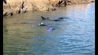 preview picture of video 'Swimming with New Zealand Seals NINE DIVES filmed by John Welch.wmv'